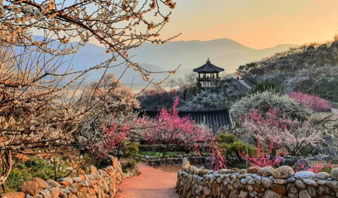 Spring Special: Gwangyang Plum Blossom (Maehwa) Festival & Jeonju Hanok Village 1 Day Tour - from Seoul (Mar 10~21)